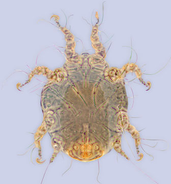 Image of <i>Sennertia pirata</i>