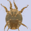 Слика од <i>Chaetodactylus lassulus</i>