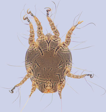 Image of <i><i>Sennertia</i></i> (Sennertia) <i>tanythrix</i>