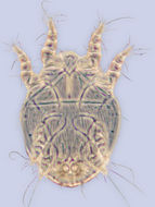 Image of Diadasiopus