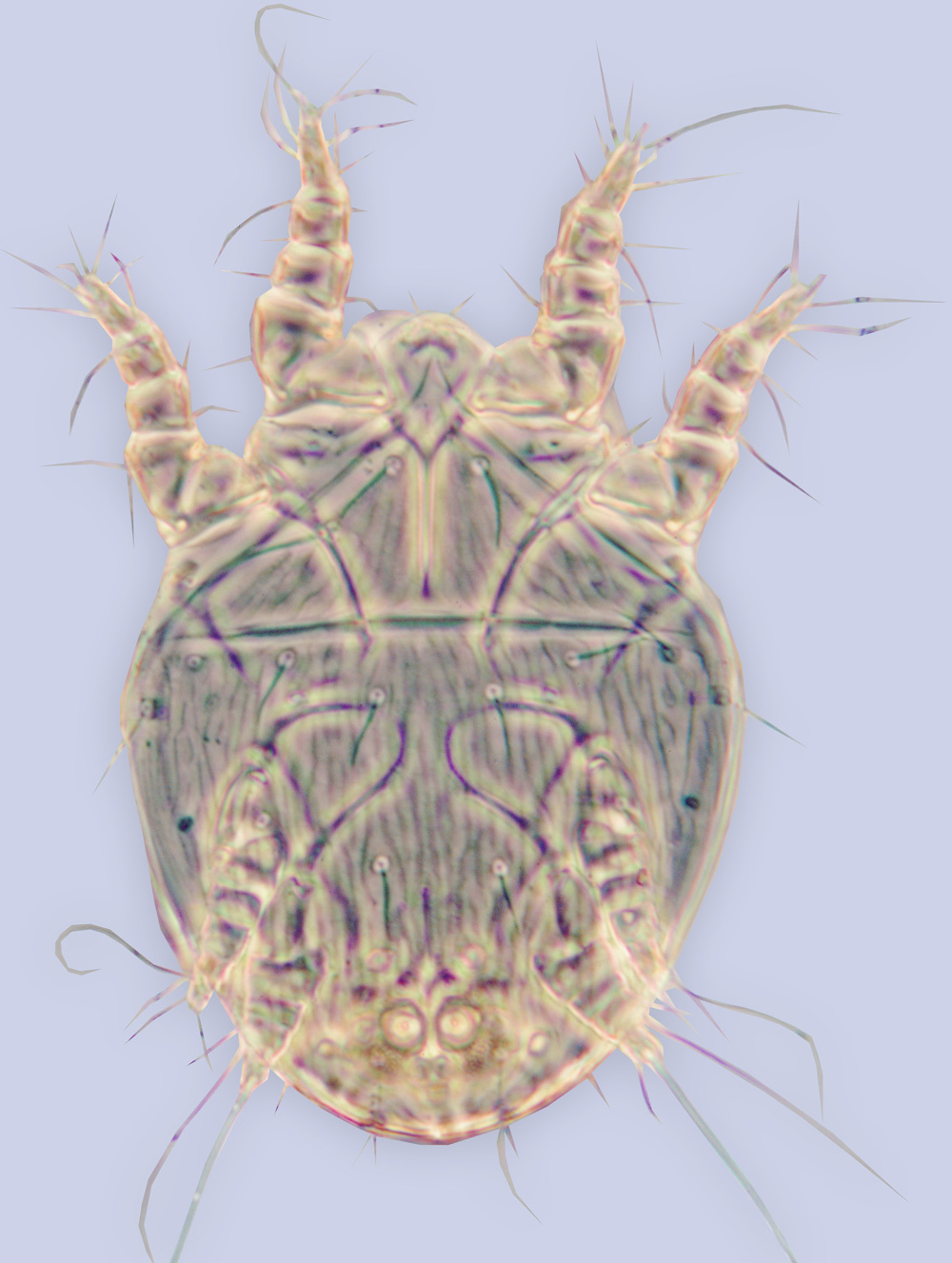 Image de Diadasiopus