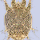 Image de <i>Ctenocolletacarus brevirostris</i>