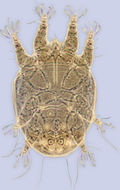 Image de <i>Ctenocolletacarus brevirostris</i>