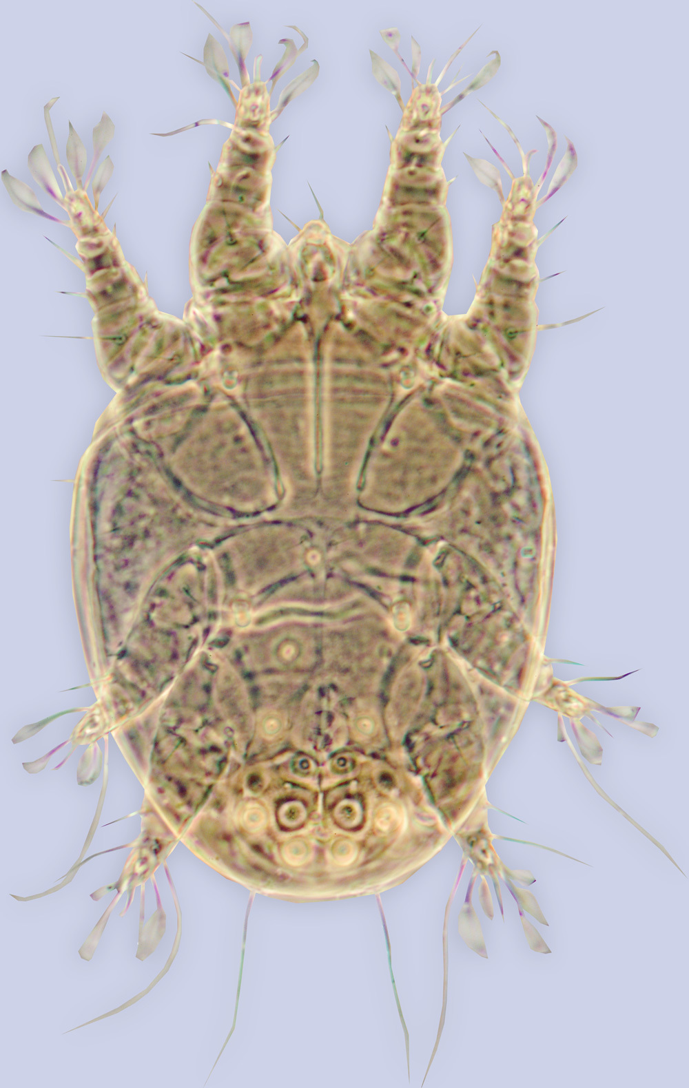 Image de <i>Ctenocolletacarus brevirostris</i>