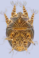 Image of Horstiella