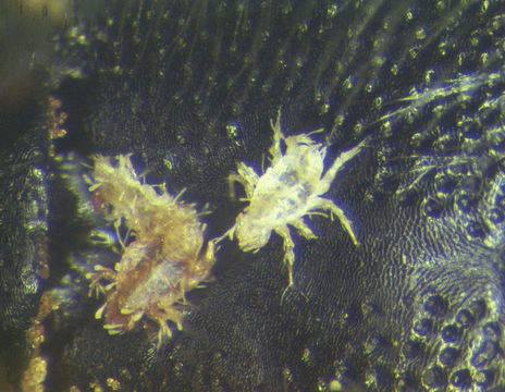 Image of Cheyletidae