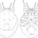 Image of <i>Trigonholaspis salti</i>
