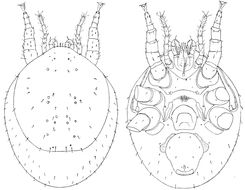 Image of <i>Trigonholaspis salti</i>