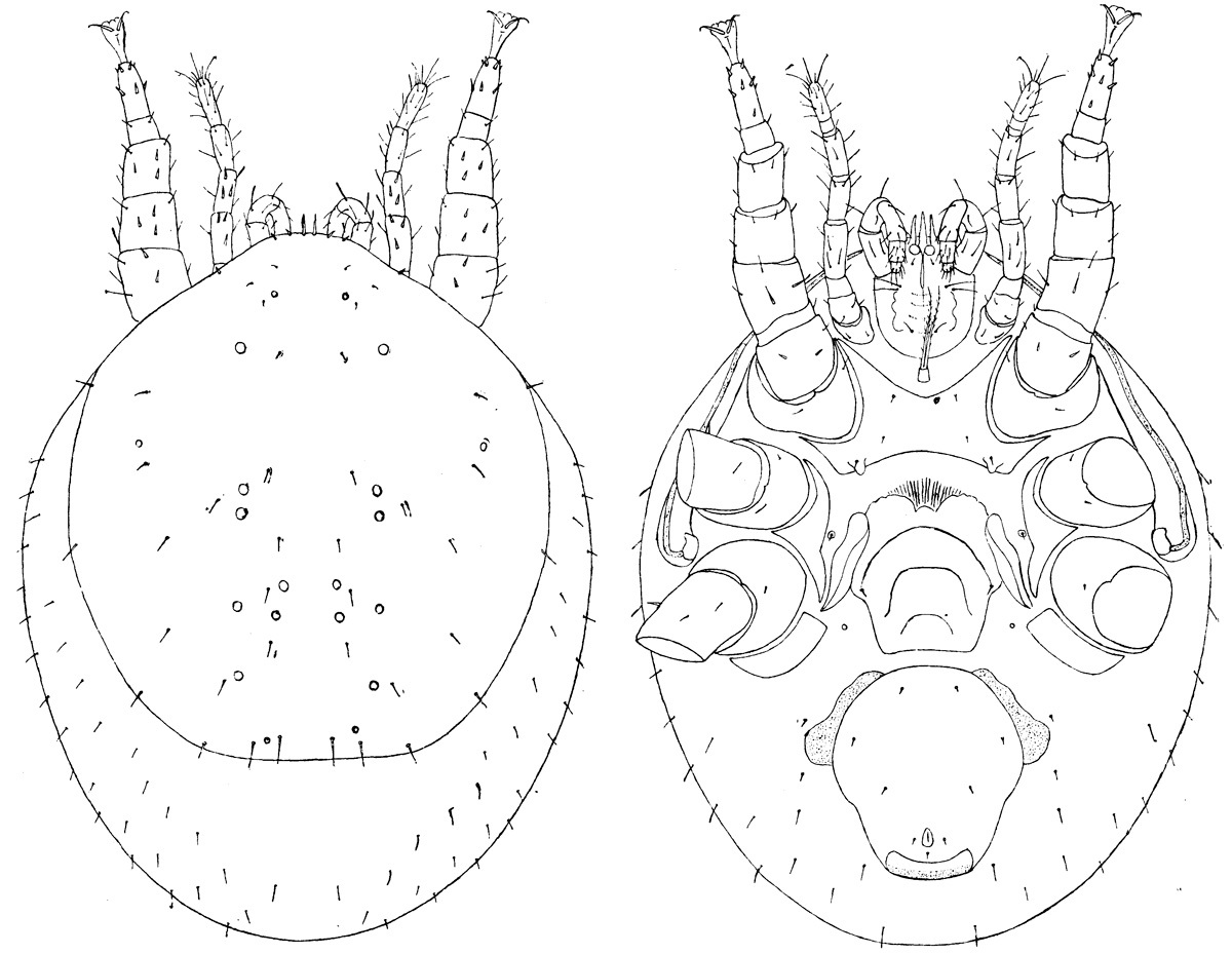 Image of <i>Trigonholaspis salti</i>