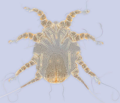 Image of <i>Sennertia donaldi</i>