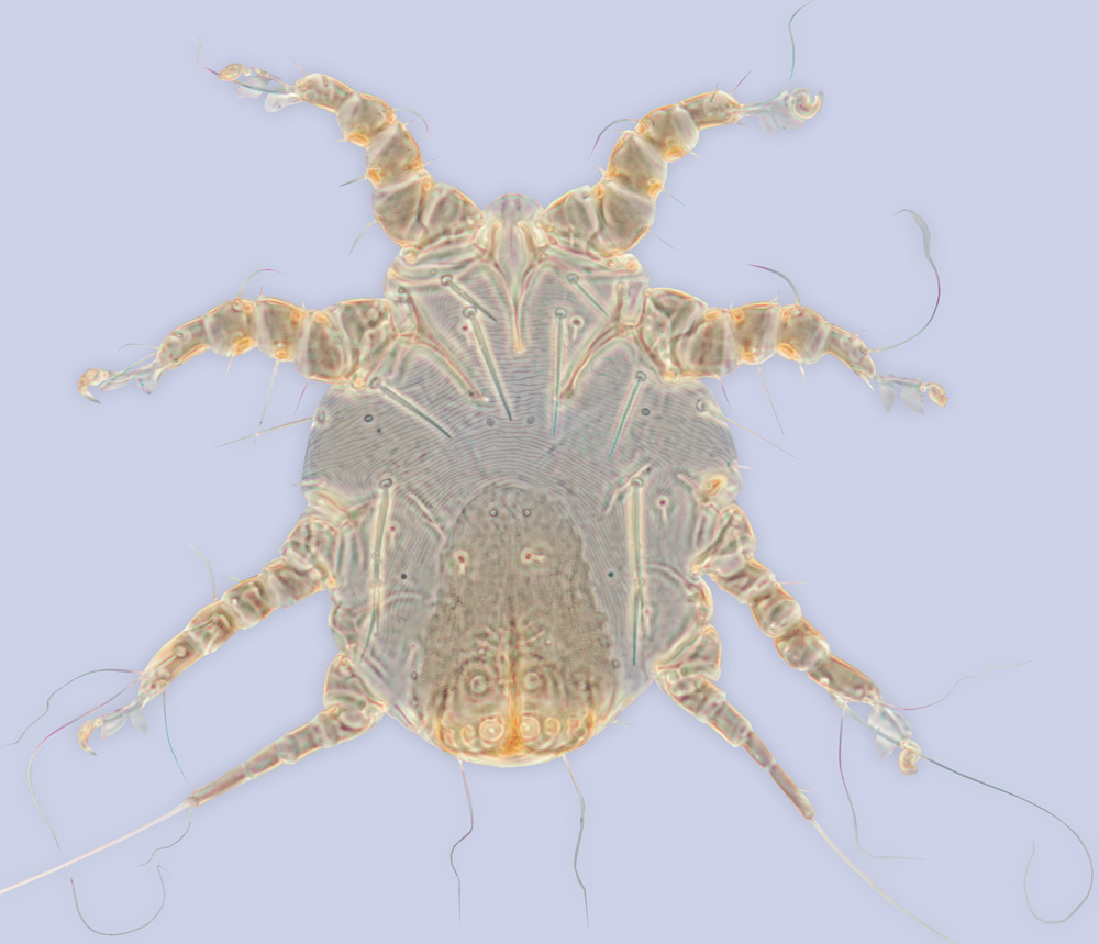 Image of <i>Sennertia donaldi</i>