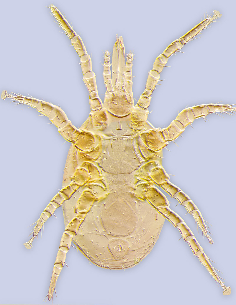 Image of Laelapidae