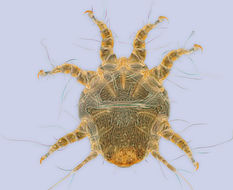 Image of <i>Chaetodactylus claudus</i>