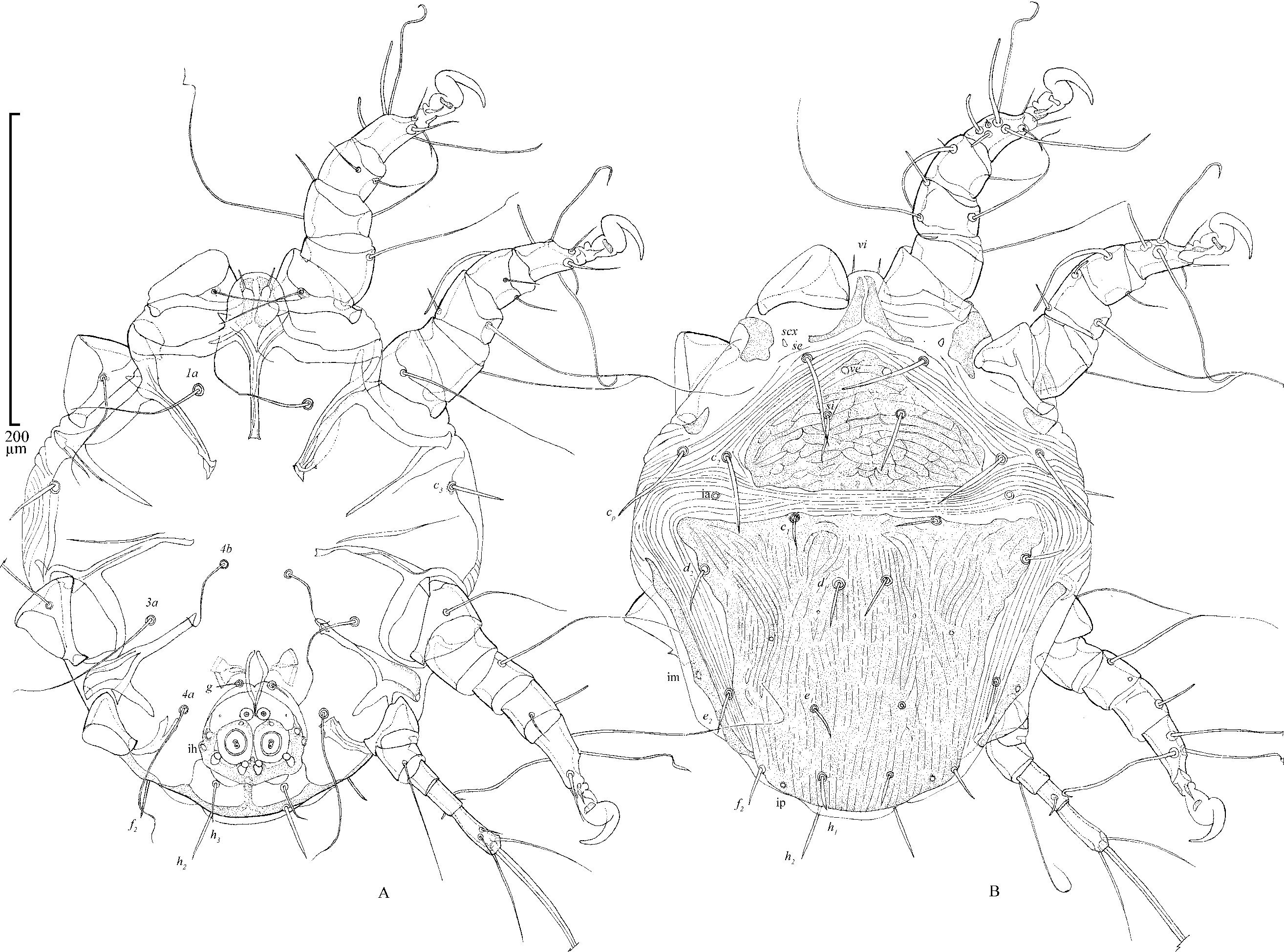 Image of <i>Chaetodactylus claudus</i>