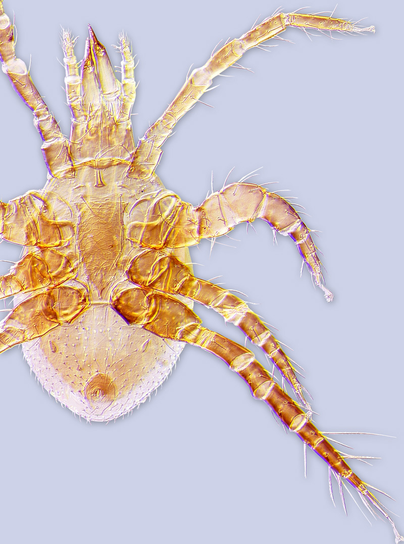 Image of <i>Parasitellus talparum</i>