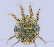 Image of <i>Chaetodactylus</i> (<i>Achaetodactylus</i>) <i>dementjevi</i>