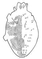 Plancia ëd <i>Melissotydeus macrosolenus</i>