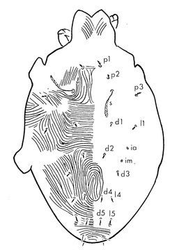 Image de <i>Melissotydeus macrosolenus</i>