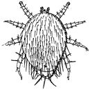 Image of <i>Urozercon melittophilus</i> Silvestri 1911