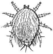 Image of <i>Urozercon melittophilus</i> Silvestri 1911