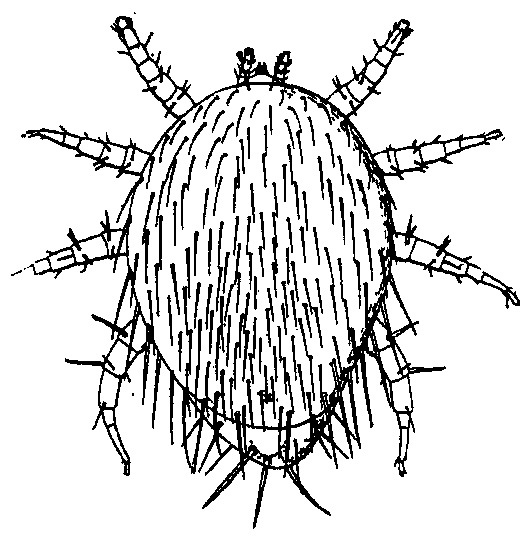 Image of <i>Urozercon melittophilus</i> Silvestri 1911