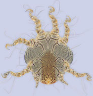 Image of <i>Sennertia loricata</i>