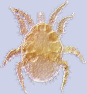 Image of Eumellitiphis