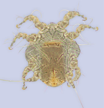 Image of <i>Sennertia augustii</i>