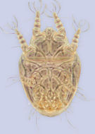 Image of <i>Horstiella armata</i>