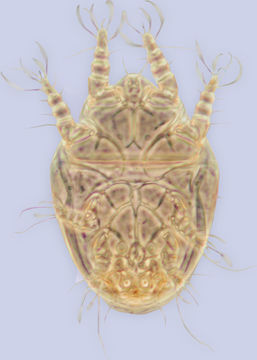 Image of <i>Horstiella armata</i>