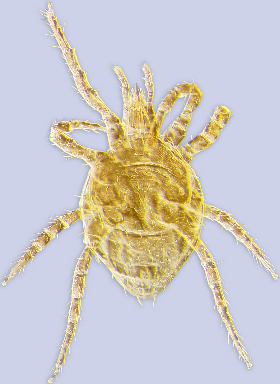 Image of Laelapidae