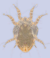 Image of <i>Sennertia indica</i>