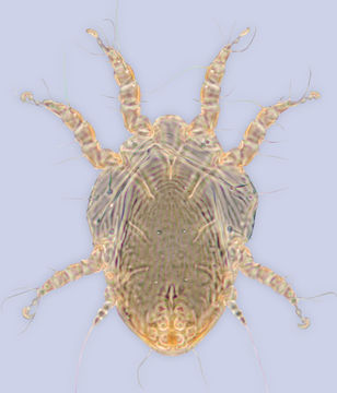 Image of <i>Sennertia indica</i>