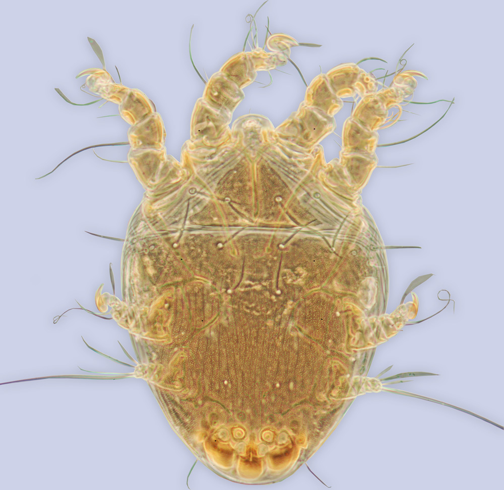 Image de 'Chaetodactylus' panamensis