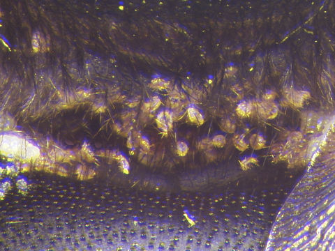 Image of <i>Sennertia pirata</i>