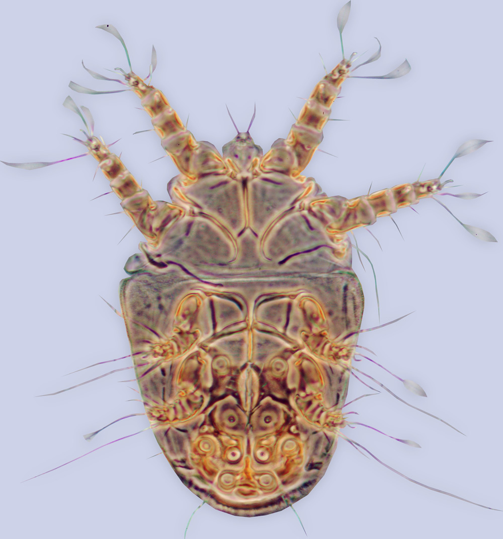 Image of <i>Horstiella megamyzidos</i>