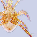 Image of Parasitellus