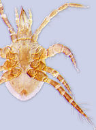 Image of Parasitellus