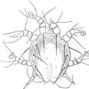 Image of <i>Chaetodactylus antarcticus</i>