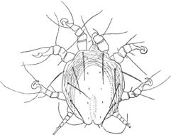 Image of <i>Chaetodactylus antarcticus</i>