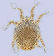 Image de <i><i>Sennertia</i></i> (Sennertia) <i>koptorthosomae</i>