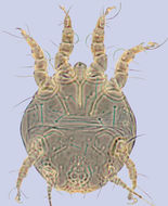 Image of <i>Chaetodactylus antillarum</i> Klimov & OConnor 2008