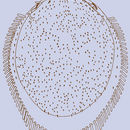 Image of <i>Neohypoaspis ampliseta</i>