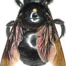 Image of <i>Sennertia pirata</i>