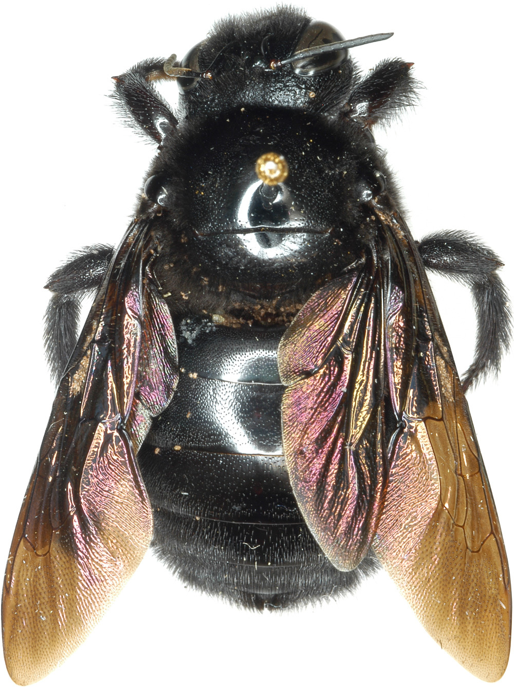 Image of <i>Sennertia pirata</i>