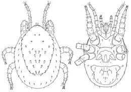 Image de <i>Grafia columbiana</i>