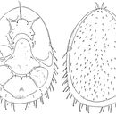 Image of <i>Eumellitiphis inouei</i>