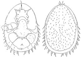 <i>Eumellitiphis inouei</i>的圖片