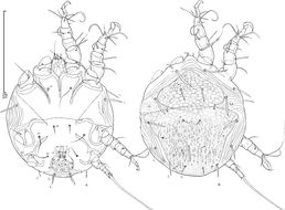 Слика од <i>Chaetodactylus gibbosi</i>