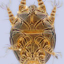 Image of <i>Horstiella quadrata</i>